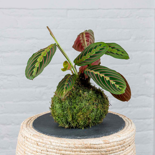 Kokedama Maranta Leuconera._0