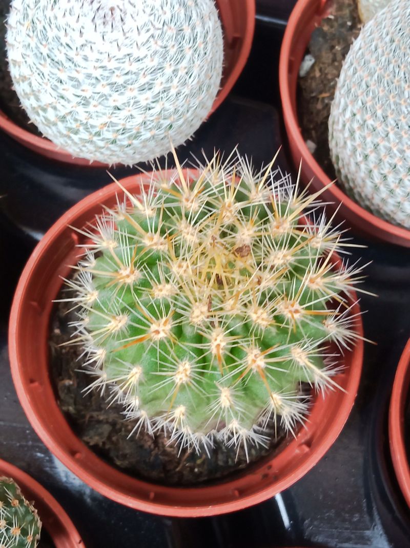 Plantas Suculentas Y Cactus A Elegir Ø5 Cm #ref67