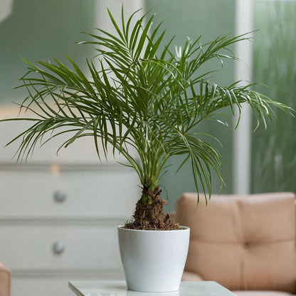 Palmera Enana - Phoenix Roebelenii - Altura 80-90cm - ⌀21cm