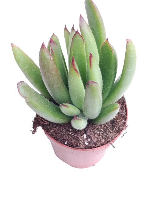 Cotyledon Pico Rojo Ø5 Planta Suculenta_0
