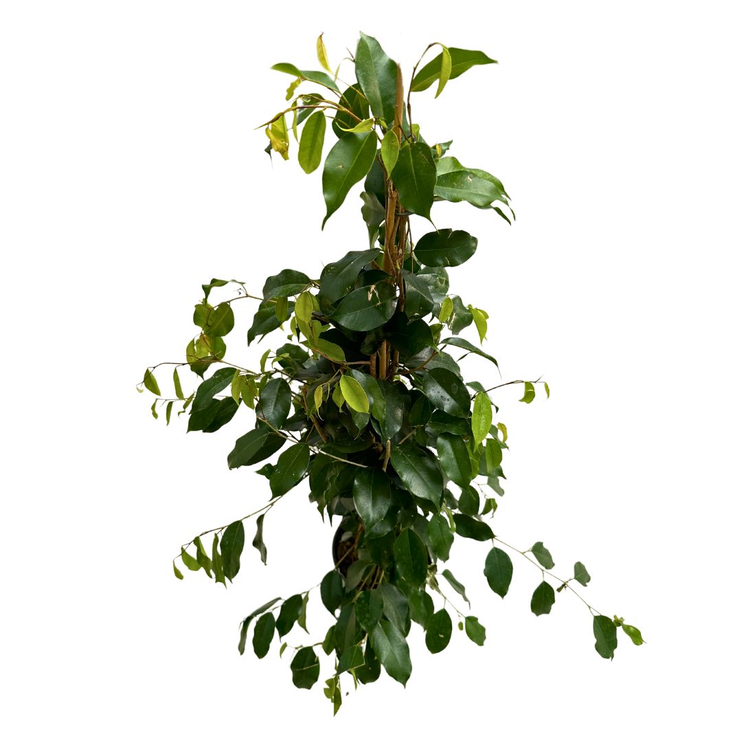 Ficus Danielle