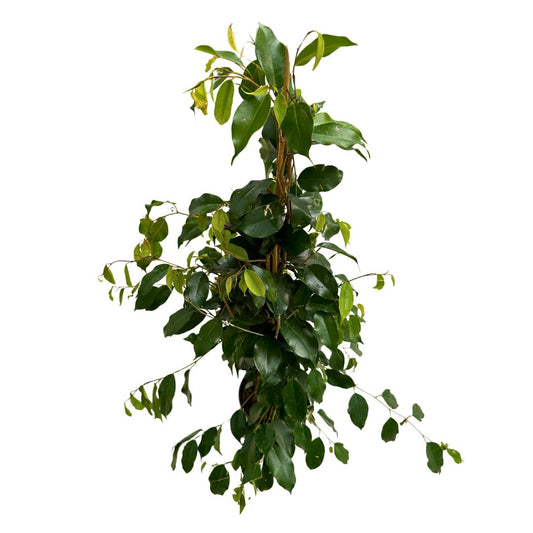 Ficus Danielle_0