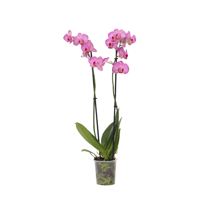 Orqídea Phalaenopsis - Phalaenopsis - Altura 50-60cm - ⌀12cm_0