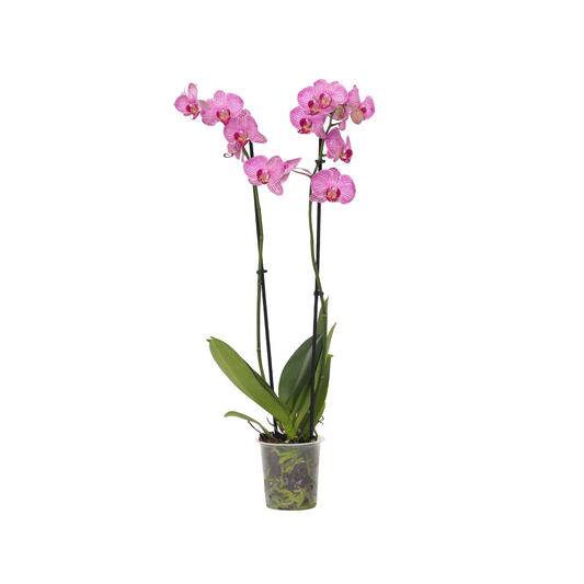 Orqídea Phalaenopsis - Phalaenopsis - Altura 50-60cm - ⌀12cm_0