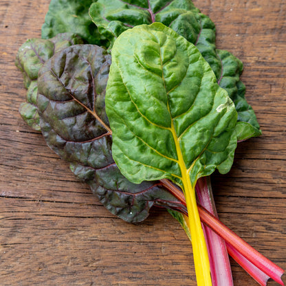 Plantón Acelga Tricolor - Plantabo. 3 Unidades_1