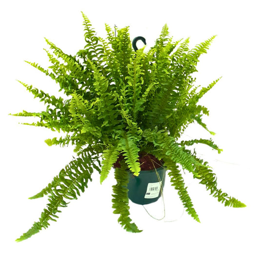 Helecho Boston Planta De Interior O Sombra (nephrolepis Exaltata) Maceta 20cm_0