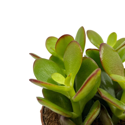 Crassula Ovata Cactus Y Suculentas M8,5 cm Ø_2