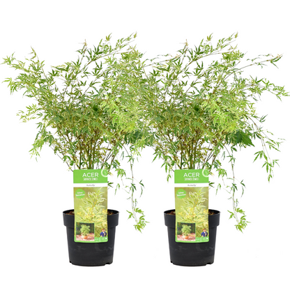 Arce Japonés - 2 Pzs - Acer Palmatum 'butterfly' - Altura 50-60cm - ⌀19cm_0