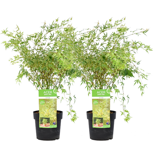 Arce Japonés - 2 Pzs - Acer Palmatum 'butterfly' - Altura 50-60cm - ⌀19cm_0