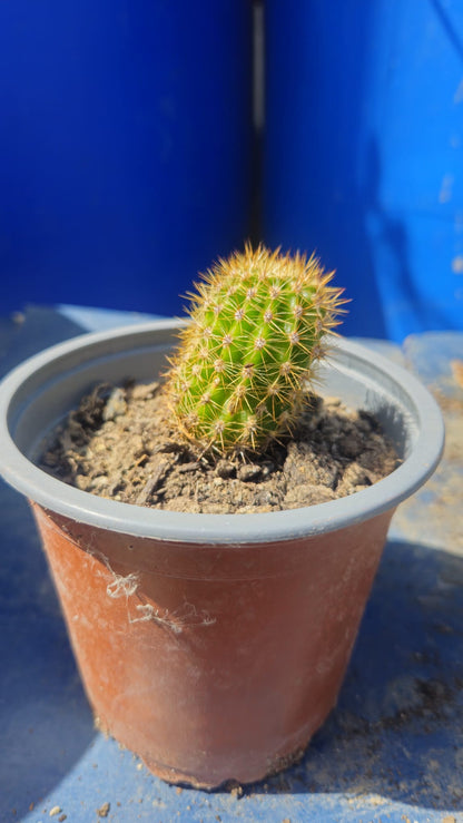 Cactus Echinopsis Oxygena (cactus Erizo Americano). Maceta Pequeña (7cm)._4