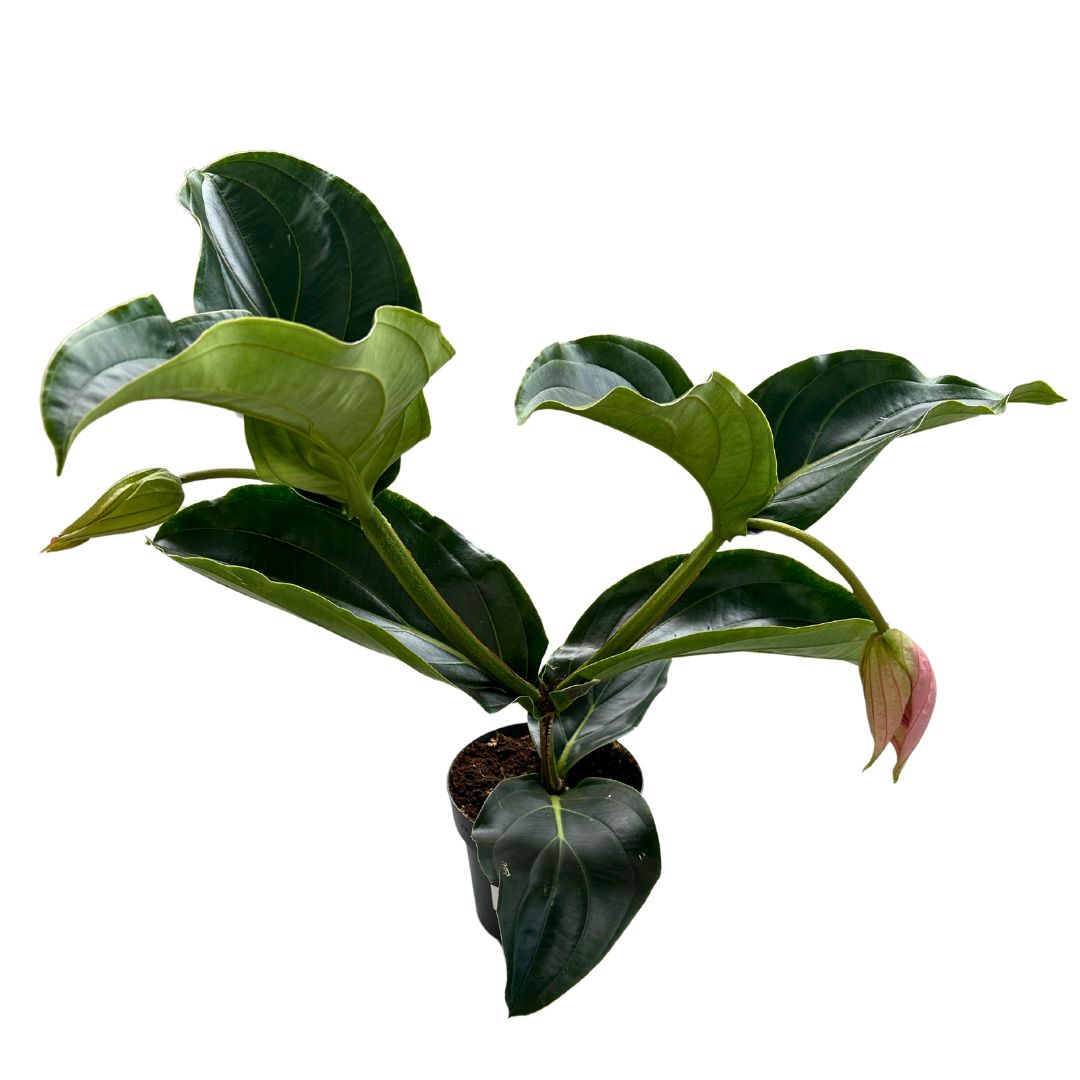 Medinilla Magnífica, La Planta De Interior Con La Floración Más Espectacular Que Vas A Poder Encontrar_1