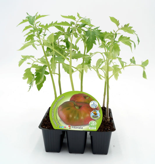 Pack Plantones Tomate Rosa 6 Ud. Natural - Fitoralia_0