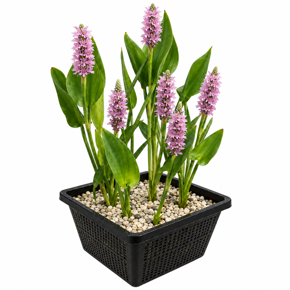 Pontederia Rosa - Pontederia Cordata - Set De 4 Con Cesta_0