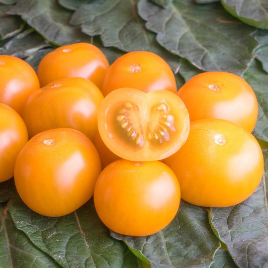 Semillas De Tomate Cherry Goldiana Ecológicas_0