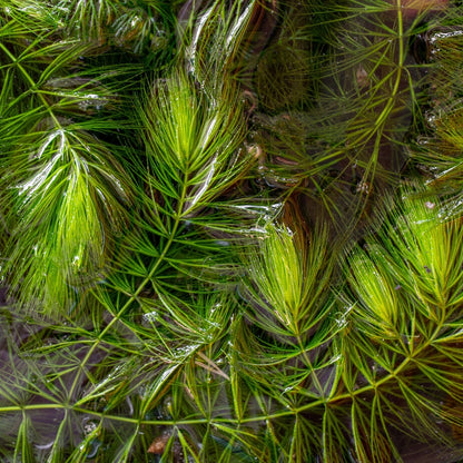 Ceratofilo Ceratophyllum Demersum Estanque - 2l Planta Oxigenante Flotante Algas_1