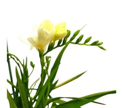 Freesia M14 50cm_1
