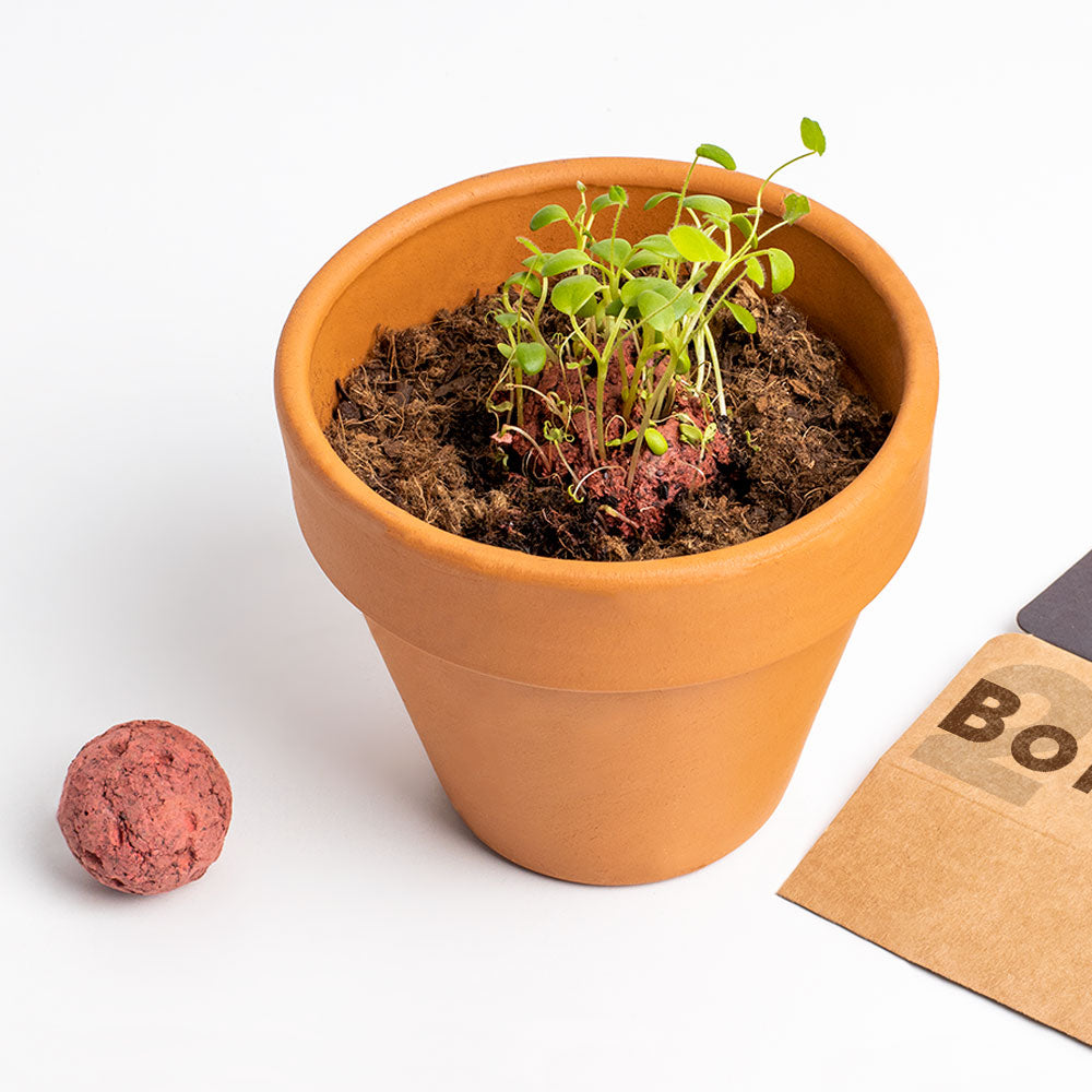 Bombas de Biodiversidad – Flores Silvestres Rojas para Polinizadores, Regalo - Resetea_2