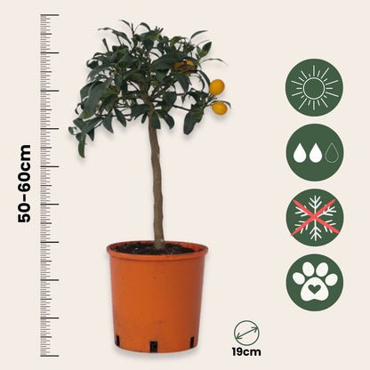 Naranjo Enano - Citrus Microcarpa Fortunella 'kumquat' - Altura 50-60cm - ⌀19cm_2
