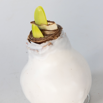 Amarilis - Hippeastrum 'wax White' - Bulbo De Flor - Rojo