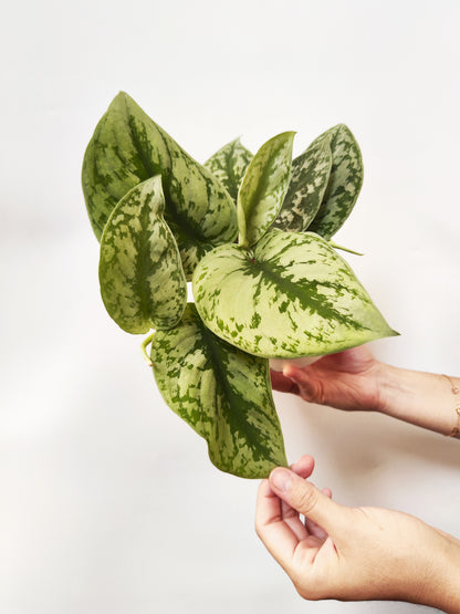 Scindapsus Pictus Trebie | Altura 25cm- Diámetro 12cm