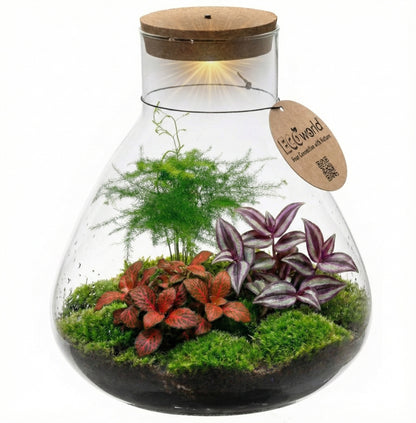 Terrario De Plantas Ø30 Cm - Ecosistema - Cristal - Diy_0