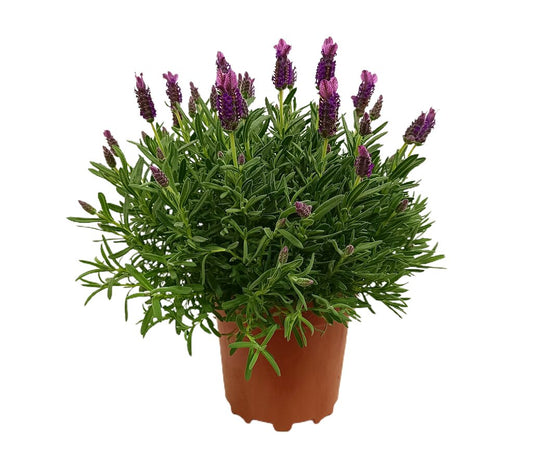 Lavanda Stoechas M17 35cm_0