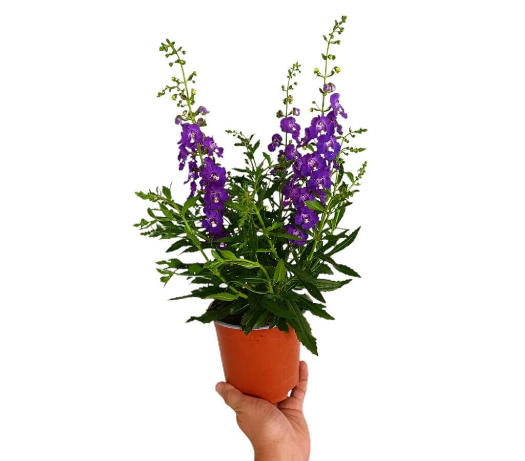 Angelonia Angustifolia M13_2