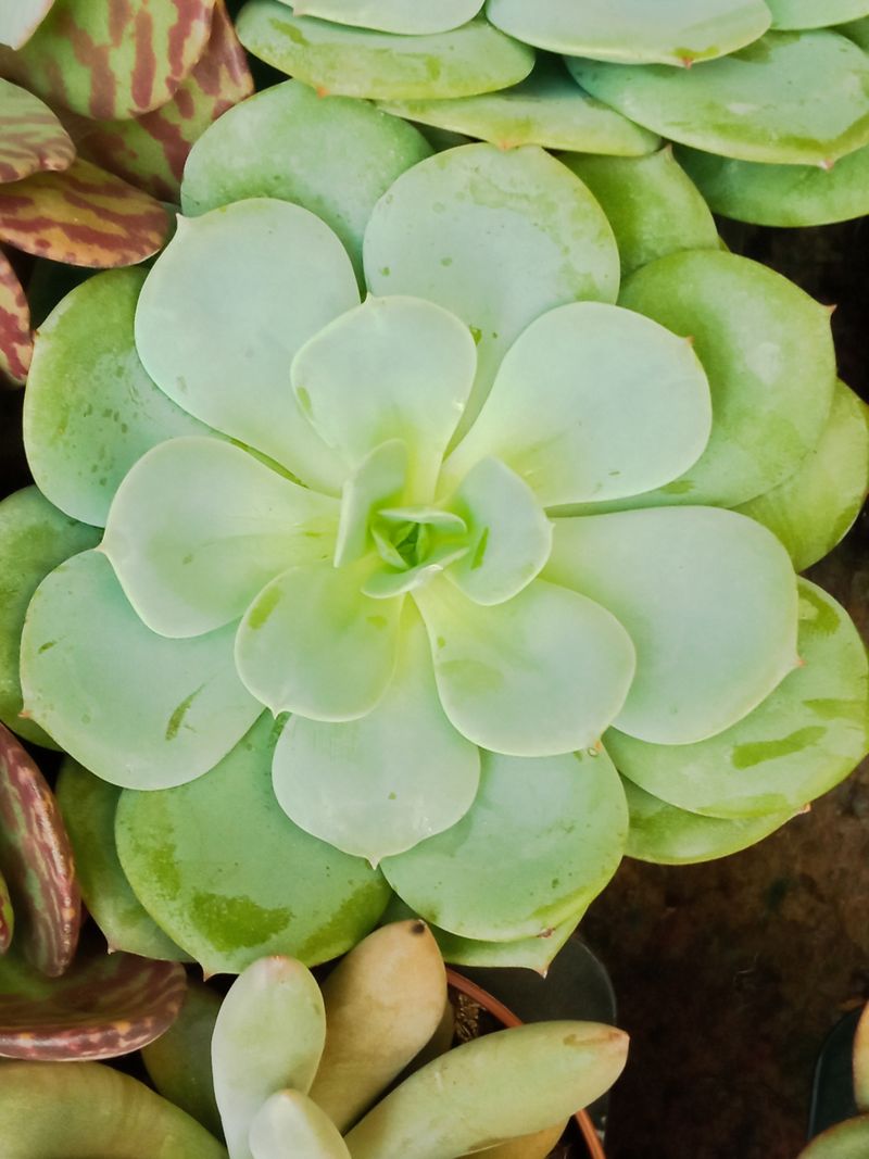 Suculentas Y Cactus Variedad #52 Planta Sin Id