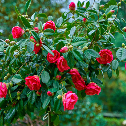 Rosa Japonesa - 2 Pzs - Camellia Japonica 'dr. King' - Altura 50-60cm - ⌀15cm
