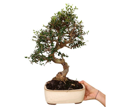 Bonsái Olivo Sylvestris 17 Años (acebuche)_0