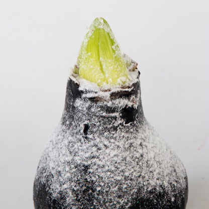 Amarilis - Hippeastrum 'wax Snow Black' - Bulbo De Flor - Rojo