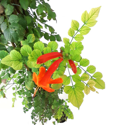 Bignonia Capensis M20 150cm_1
