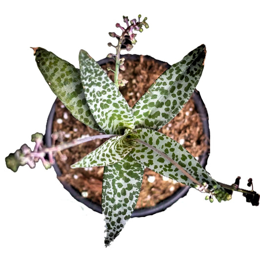 Scilla Violacea (planta Jirafa, Cebolla De La Suerte); Planta Bulbosa Suculenta; Curiosarium; Maceta 10 Cm_0