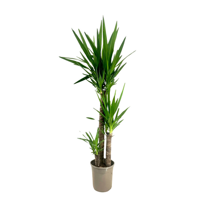 Yuca - Yucca Elephantipes - Altura 130-140cm - ⌀24cm_0
