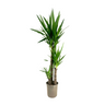 Yuca - Yucca Elephantipes - Altura 130-140cm - ⌀24cm