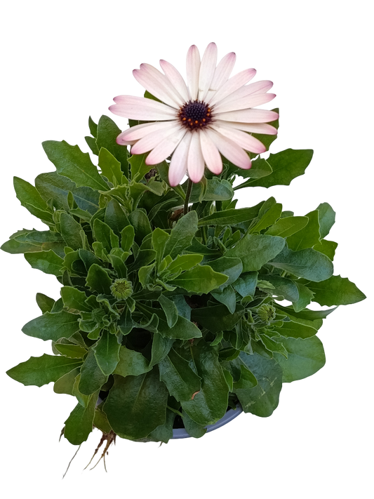 Dimorphoteca Flor Blanca Planta De Flor Ø14_0