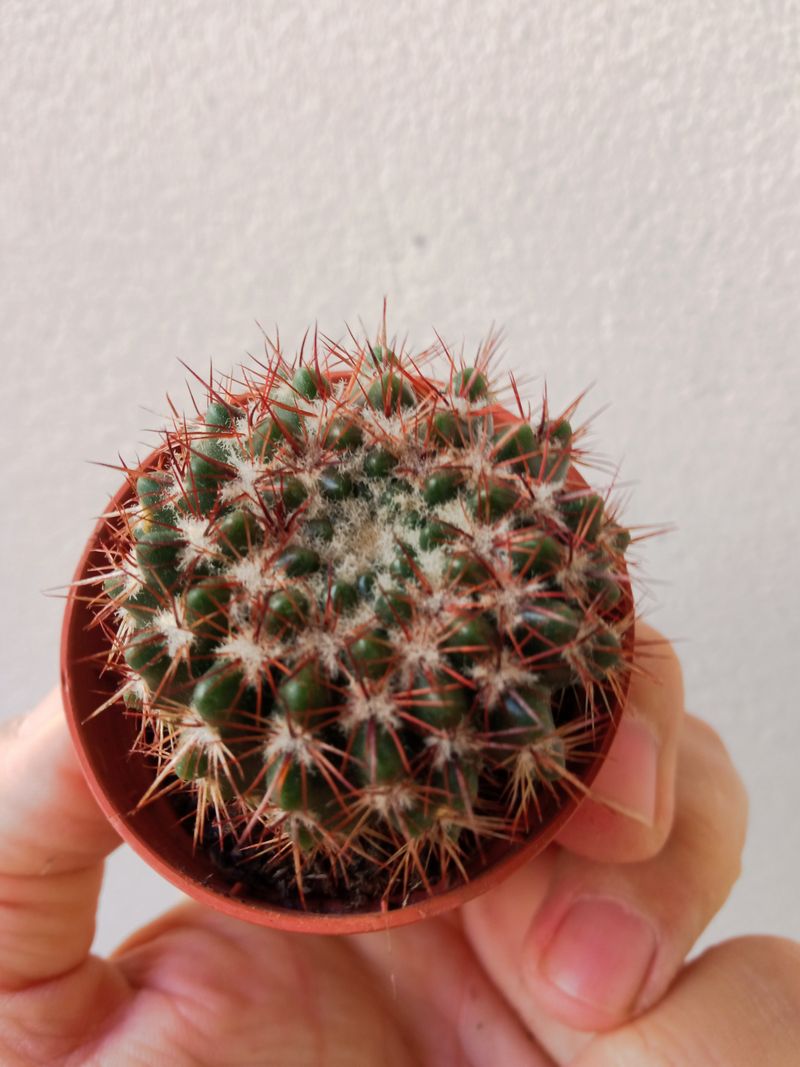 Cactus Parodia Sp. Nueva Ø5 Cm Plantas Sol_0