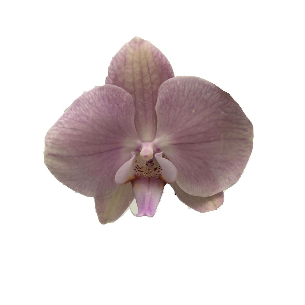 Orquidea Phalaenopsis Jolie 2/3 Tallos M12 70cm