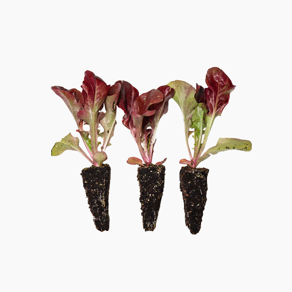 Plantón Lechuga Hoja De Roble Roja - PlantaBo