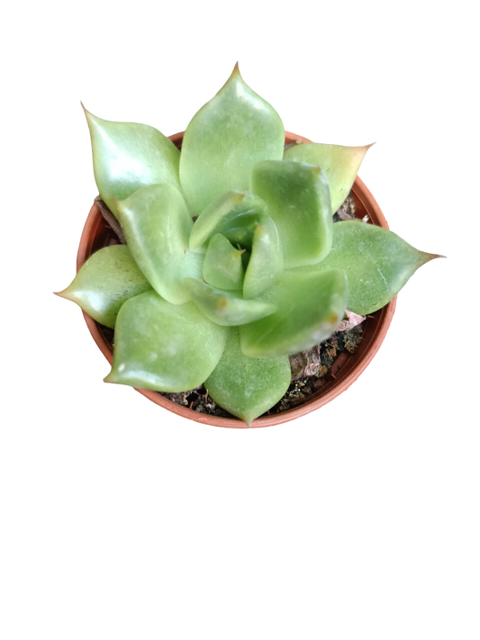 Planta Suculenta ☼ Surtida Aleatoria Pequeña Ø5 Venta Por Unidad_0