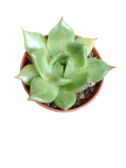 Planta suculenta  ☼ surtida aleatoria pequeña Ø5 VENTA POR UNIDAD