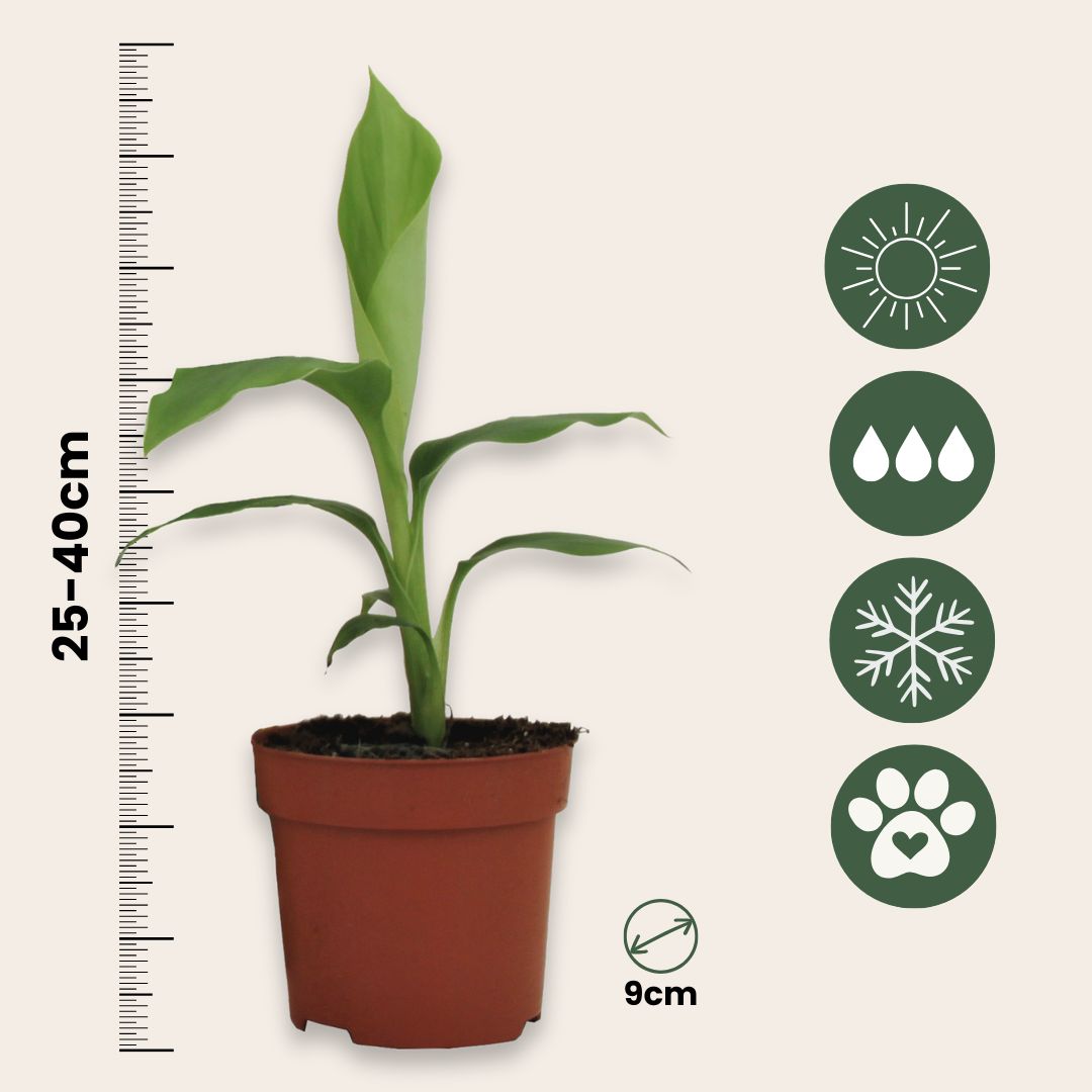 Platanera - 4 Pzs - Musa Basjoo - Altura 25-40cm - ⌀9cm