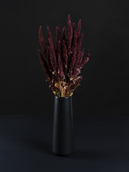 Amaranthus Preservada