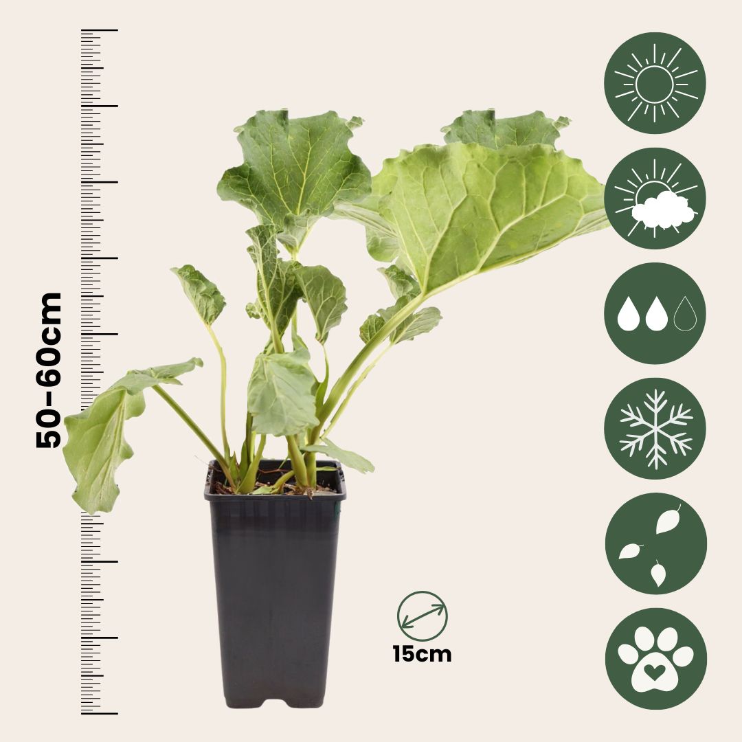 Ruibarbo - Set 2 - Rheum Rhabarbarum - Altura 50-60cm - Ø15cm_2