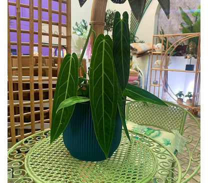 Anthurium Warocqueanum M19_2