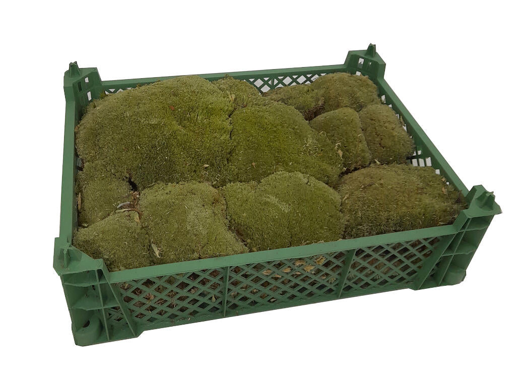 Musgo Bolmos (1 Caja 40x30cm)_0