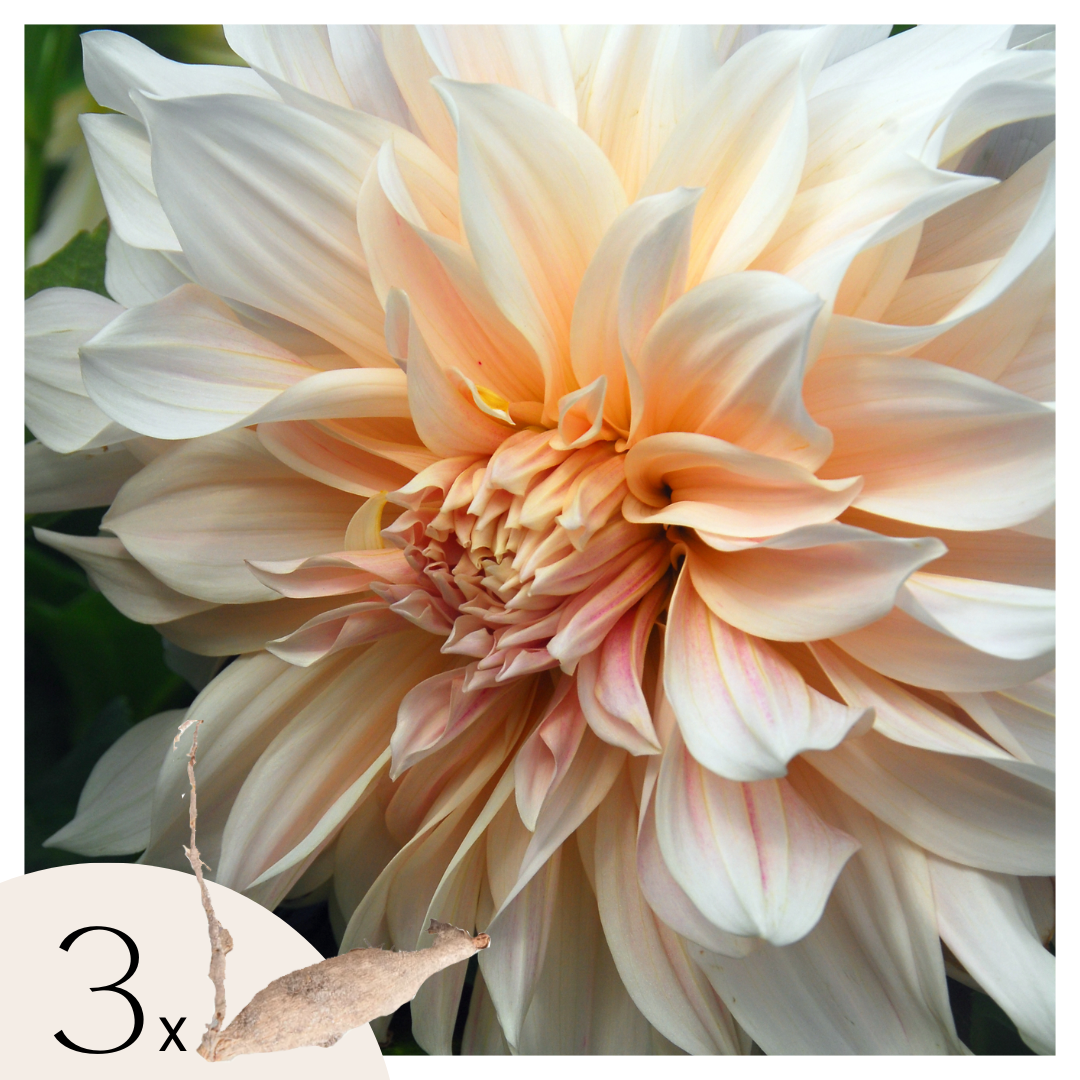 Tubérculos De Dalia - 3 Pzs - Dahlia 'cafe Au Lait'_0