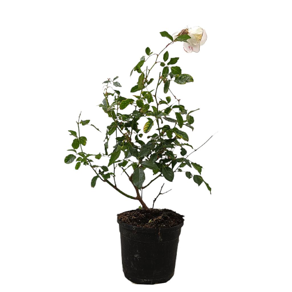 Rosal White Snow M19 50cm_0