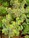 Crassula Rupestris Planta Suculenta Ø8