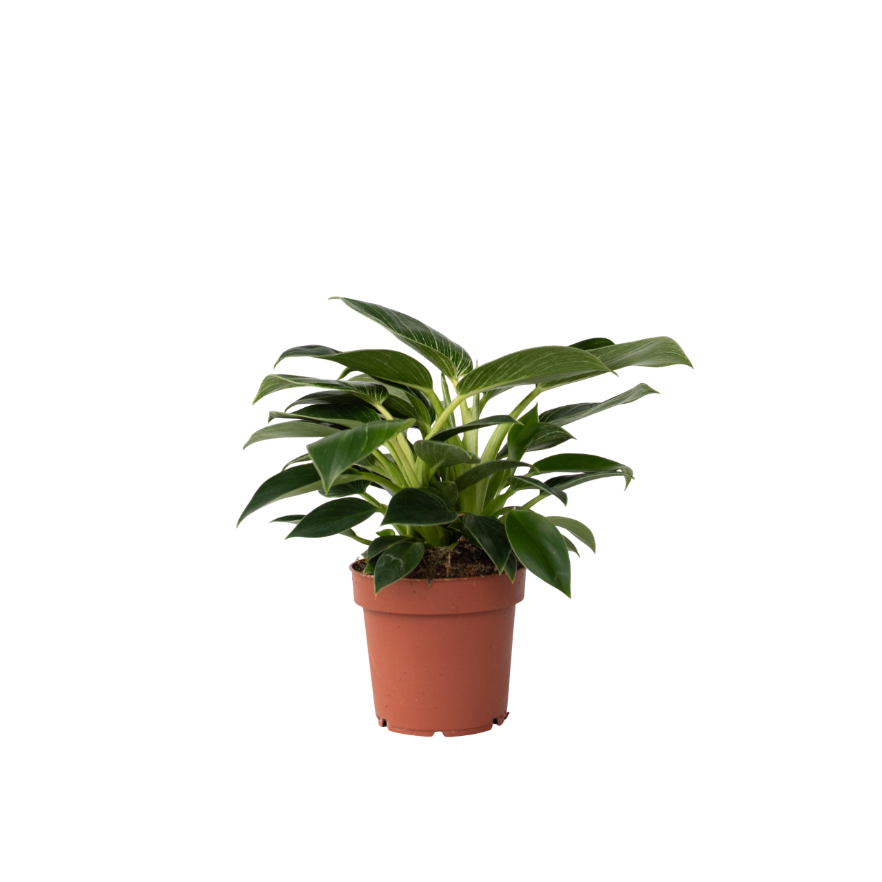 Filodendro - Philodendron 'white Wave' - Altura 25-40cm - ⌀12cm